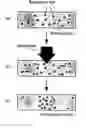 Fig. 01 - Three-dimensional optical data storage in fluorescent dye-doped photopolymer