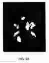 Fig. 05 - Pantropic neurothrophic factors