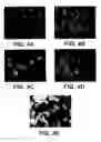 Fig. 08 - Pantropic neurothrophic factors