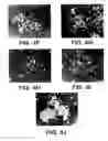 Fig. 09 - Pantropic neurothrophic factors