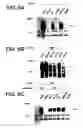 Fig. 12 - Pantropic neurothrophic factors