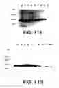 Fig. 17 - Pantropic neurothrophic factors