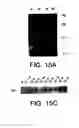 Fig. 22 - Pantropic neurothrophic factors