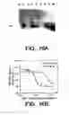 Fig. 24 - Pantropic neurothrophic factors