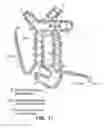 Fig. 25 - Pantropic neurothrophic factors