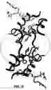 Fig. 07 - Crystallization of IGF-1