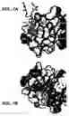 Fig. 08 - Crystallization of IGF-1