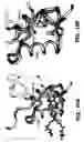 Fig. 11 - Crystallization of IGF-1