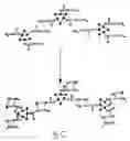 Fig. 13 - Amphiphilic molecular modules and constructs based thereon