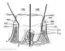 Fig. 01 - Ultrasonic periodontal device and method of using