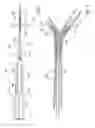 Fig. 02 - Catheter system for stenting bifurcated vessels