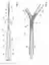 Fig. 03 - Catheter system for stenting bifurcated vessels