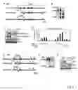 Fig. 02 - Screening method with the use of TBK1 knockout mouse