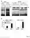Fig. 05 - Screening method with the use of TBK1 knockout mouse