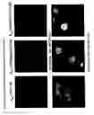 Fig. 10 - Millisecond activation switch for seven-transmembrane proteins