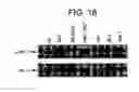 Fig. 24 - Methods of identifying longevity modulators and therapeutic methods of use thereof