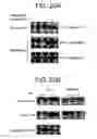 Fig. 26 - Methods of identifying longevity modulators and therapeutic methods of use thereof