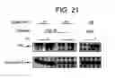 Fig. 27 - Methods of identifying longevity modulators and therapeutic methods of use thereof
