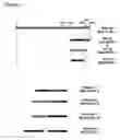 Fig. 03 - Brittle-2 regulatory elements for use in plants