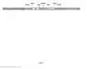 Fig. 02 - Transgenic rice line producing high level of flavonoids in the endosperm