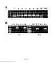 Fig. 04 - Transgenic rice line producing high level of flavonoids in the endosperm
