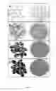 Fig. 05 - Transgenic rice line producing high level of flavonoids in the endosperm