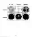 Fig. 08 - Transgenic rice line producing high level of flavonoids in the endosperm