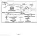 Fig. 10 - Transgenic rice line producing high level of flavonoids in the endosperm
