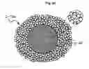 Fig. 26 - Flower supporting device