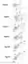 Fig. 04 - Method and apparatus for forming sheet metal