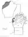 Fig. 02 - Therapeutic apparatus and method for animal