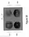 Fig. 07 - Surface plasmon-enhanced nano-optic devices and methods of making same