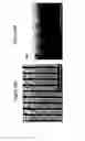 Fig. 28 - Surface plasmon-enhanced nano-optic devices and methods of making same