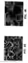Fig. 07 - Silk fibroin materials and use thereof