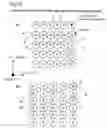 Fig. 10 - A1InGaN mixture crystal substrate, method of growing same and method of producing same