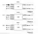 Fig. 24 - Dynamic VLAN ID assignment and packet transfer apparatus