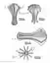 Fig. 04 - Rotating applicator and distributor of a product, typically a cosmetic product, comprising the said applicator