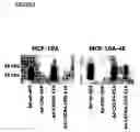 Fig. 06 - Conditionally replicating viruses and methods for cancer virotherapy
