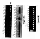 Fig. 48 - Therapeutic and diagnostic agents
