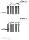 Fig. 04 - Surface protein of 