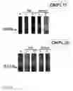 Fig. 06 - Surface protein of 