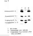 Fig. 03 - Flavin protein of trypanosoma cruzi, method of screening vermicide with the use of the same and diagnostic