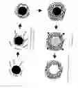 Fig. 02 - Production of nanocapsules and microcapsules by layer-wise polyelectrolyte self-assembly