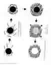 Fig. 02 - Production of nanocapsules and microcapsules by layer-wise polyelectrolyte self-assembly