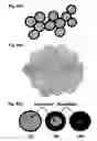 Fig. 08 - Synthesis of tetragonal phase stabilized nano and submicron sized nanoparticles