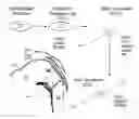 Fig. 01 - Modified human embryonic stem cells and methods of use to treat neuron-associated disorders