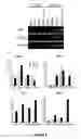 Fig. 09 - Modified human embryonic stem cells and methods of use to treat neuron-associated disorders