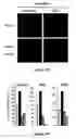 Fig. 47 - Modified human embryonic stem cells and methods of use to treat neuron-associated disorders