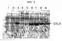 Fig. 06 - Method for screening of a lipase having improved enzymatic activity using yeast surface display vector and the lipase