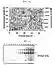 Fig. 08 - Method for screening of a lipase having improved enzymatic activity using yeast surface display vector and the lipase